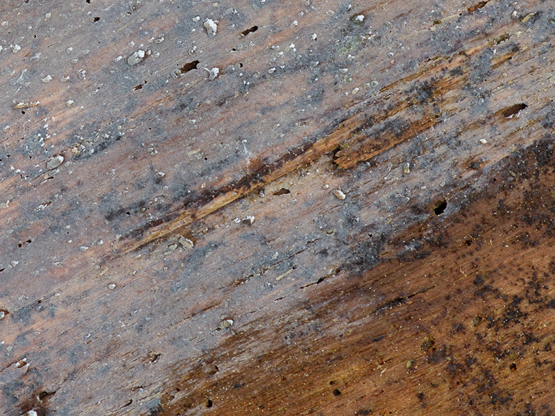 Basidiodendron cinerellum